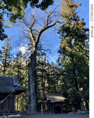 石神神社のケヤキ 137061884