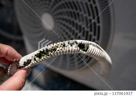 エアコン室外機の排水ホースが破損して中に藻が発生していた エアコン室外機の排水ホースが破損して中に藻が発生していた 137061937