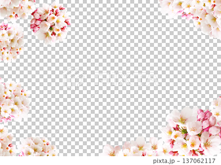 櫻花背景 137062117