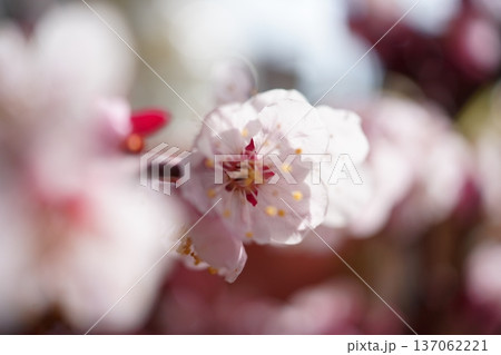 春の訪れを告げる梅の花 春の訪れを告げる梅の花 137062221