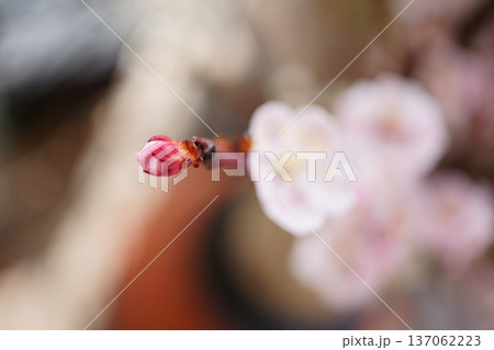 春の訪れを告げる梅の花 春の訪れを告げる梅の花 137062223