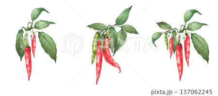 Watercolor Chili pepper plant set. Flowers and fruits, red, green pepper pods and leaves on the branch. Hand drawn illustration. Hot spicy vegetables for gardening, label on Isolated white background. Watercolor Chili pepper plant set. Flowers and fruits, red, green pepper pods and leaves on the branch. Hand drawn illustration. Hot spicy vegetables for gardening, label on Isolated white background. 137062245