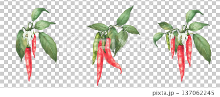 Watercolor Chili pepper plant set. Flowers and fruits, red, green pepper pods and leaves on the branch. Hand drawn illustration. Hot spicy vegetables for gardening, label on Isolated white background. Watercolor Chili pepper plant set. Flowers and fruits, red, green pepper pods and leaves on the branch. Hand drawn illustration. Hot spicy vegetables for gardening, label on Isolated white background. 137062245