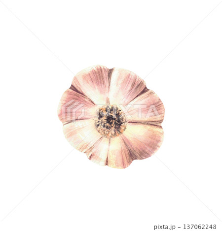 Whole head of Garlic. Watercolor Plant bulb close up view from behind. Realistic vegetables hand painted illustration isolated from background. Fragrance culinary herb, seasoning for food, gardening. 137062248