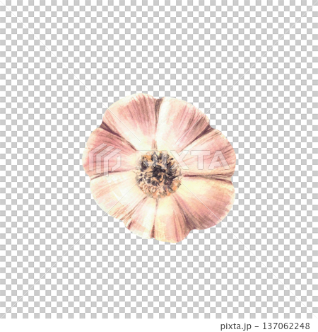 Whole head of Garlic. Watercolor Plant bulb close up view from behind. Realistic vegetables hand painted illustration isolated from background. Fragrance culinary herb, seasoning for food, gardening. 137062248