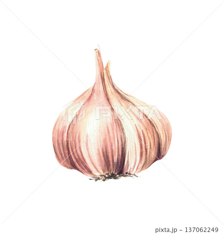 Watercolor Garlic. Aromatic culinary herb plant's bulb and cloves. Realistic vegetables garden Allium sativum hand painted illustration isolated from background. Clipart for Food seasoning, gardening 137062249