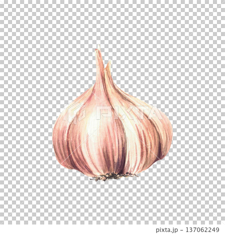 Watercolor Garlic. Aromatic culinary herb plant's bulb and cloves. Realistic vegetables garden Allium sativum hand painted illustration isolated from background. Clipart for Food seasoning, gardening Watercolor Garlic. Aromatic culinary herb plant's bulb and cloves. Realistic vegetables garden Allium sativum hand painted illustration isolated from background. Clipart for Food seasoning, gardening 137062249