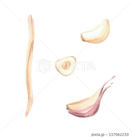 Watercolor Garlic set. Plant's stem, peeled and no cloves whole and cut. Realistic vegetables hand drawn illustration isolated elements on white background. Fragrant culinary herb, seasoning for food. Watercolor Garlic set. Plant's stem, peeled and no cloves whole and cut. Realistic vegetables hand drawn illustration isolated elements on white background. Fragrant culinary herb, seasoning for food. 137062250