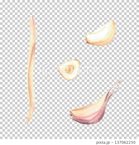 Watercolor Garlic set. Plant's stem, peeled and no cloves whole and cut. Realistic vegetables hand drawn illustration isolated elements on white background. Fragrant culinary herb, seasoning for food. 137062250