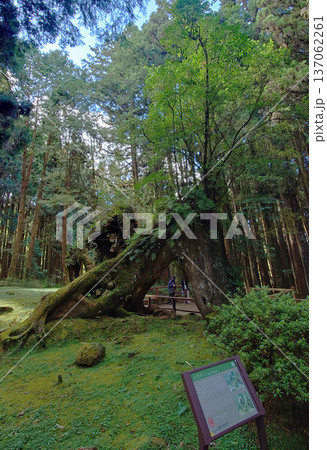 Love Forever Tree in Alishan National Forest Taiwan 137062261