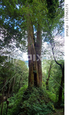 Towering Ancient Trees in Alishan National Forest Taiwan Towering Ancient Trees in Alishan National Forest Taiwan 137062275