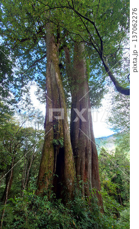 Towering Ancient Trees in Alishan National Forest Taiwan 137062276