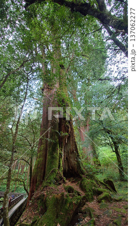 Towering Ancient Trees in Alishan National Forest Taiwan Towering Ancient Trees in Alishan National Forest Taiwan 137062277