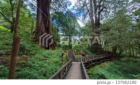 Wooden Boardwalk Through Giant Trees in Alishan National Forest Taiwan 137062280