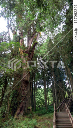 Wooden Boardwalk Through Giant Trees in Alishan National Forest Taiwan Wooden Boardwalk Through Giant Trees in Alishan National Forest Taiwan 137062291