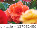 オレンジ色のベゴニアのクローズアップ 137062450