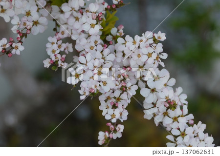 ユスラウメの花 137062631