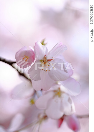 一輪一輪の花は、盛りを過ぎると次から次へと若いものに引継ぐ。 一輪一輪の花は、盛りを過ぎると次から次へと若いものに引継ぐ。 137062636
