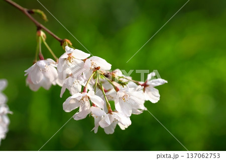 今日にでも舞散る刹那の桜、お疲れ様、ありがとう！ 137062753