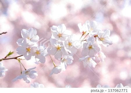 3月31日、年度末の春爛漫、この先の吉兆を予感する。 3月31日、年度末の春爛漫、この先の吉兆を予感する。 137062771