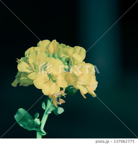 1輪の黄色に菜の花のアップ 1輪の黄色に菜の花のアップ 137062775