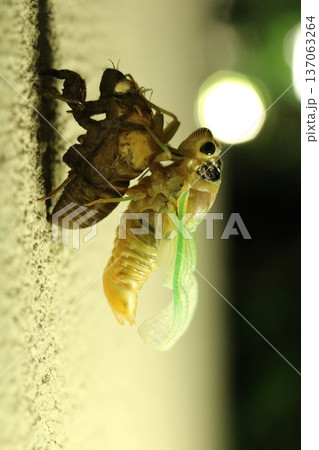 クマゼミの羽化したての姿 137063264
