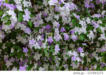 非常に良い香りのアメリカジャスミンの花 非常に良い香りのアメリカジャスミンの花 137063273
