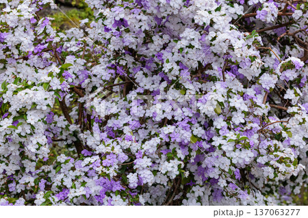 非常に良い香りのアメリカジャスミンの花 137063277