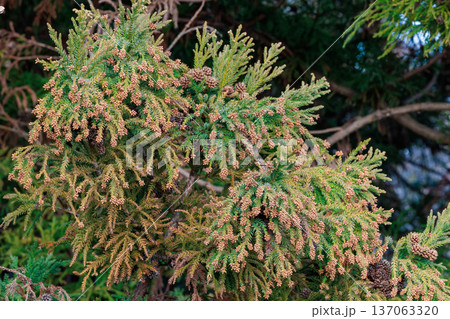 春の花粉の季節の杉の花芽の様子 137063320