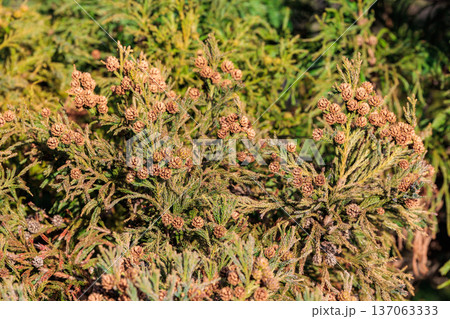 林で生育した沢山の杉の種の様子 林で生育した沢山の杉の種の様子 137063333