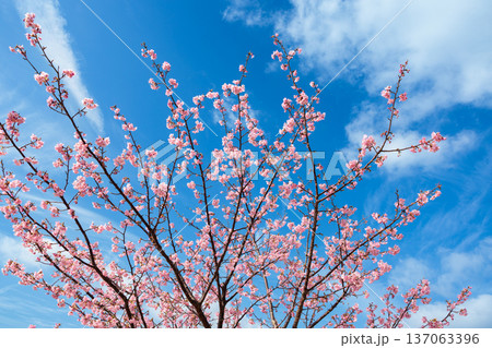 伊豆の海辺で美しく咲く河津桜の光景 伊豆の海辺で美しく咲く河津桜の光景 137063396