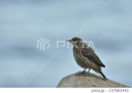 イソヒヨドリの赤ちゃん 137063443