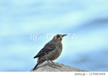 イソヒヨドリの幼鳥 137063444