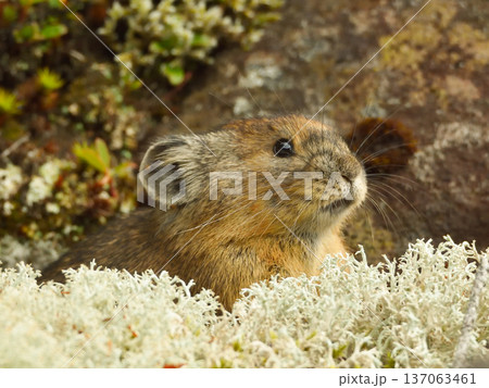 白い高山植物とナキウサギ 137063461