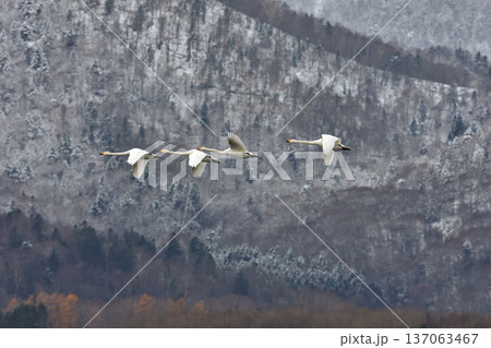 雪山を飛ぶハクチョウ 137063467