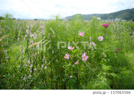 草原に咲くケイトウとコスモス 137063566