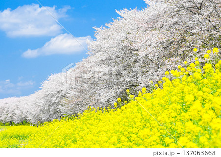 吉見さくら堤公園の桜と菜の花 吉見さくら堤公園の桜と菜の花 137063668