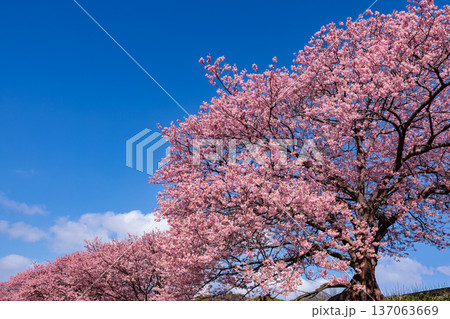 早春に咲く美しい河津桜 (南伊豆町) 早春に咲く美しい河津桜 (南伊豆町) 137063669