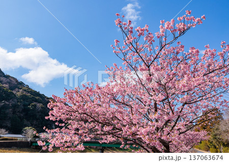 早春に咲く美しい河津桜 (南伊豆町) 早春に咲く美しい河津桜 (南伊豆町) 137063674