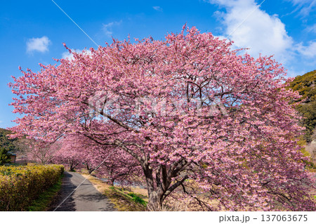 早春に咲く美しい河津桜 (南伊豆町) 早春に咲く美しい河津桜 (南伊豆町) 137063675