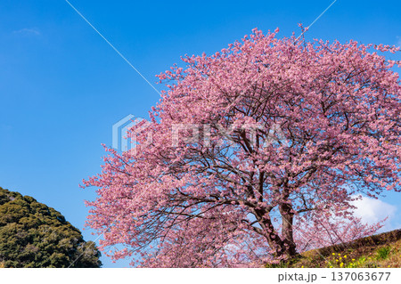 早春に咲く美しい河津桜　(南伊豆町） 137063677
