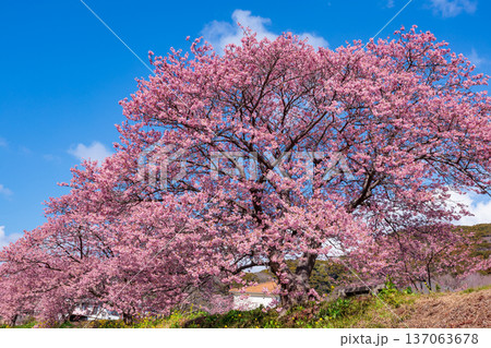早春に咲く美しい河津桜　(南伊豆町） 137063678