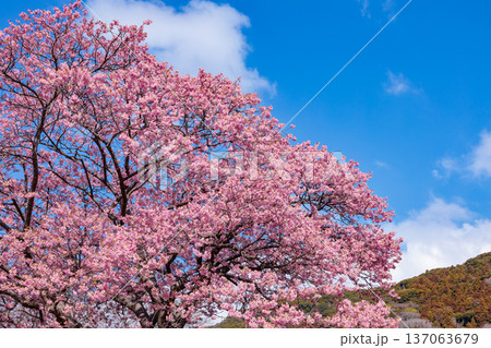 早春に咲く美しい河津桜 (南伊豆町) 早春に咲く美しい河津桜 (南伊豆町) 137063679