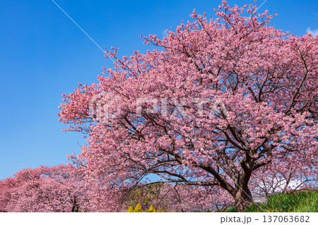 早春に咲く美しい河津桜 (南伊豆町) 早春に咲く美しい河津桜 (南伊豆町) 137063682