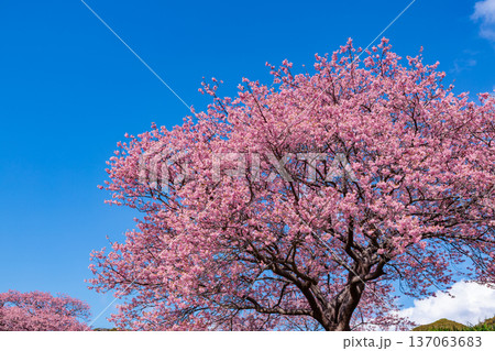 早春に咲く美しい河津桜 (南伊豆町) 早春に咲く美しい河津桜 (南伊豆町) 137063683
