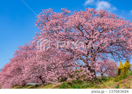 早春に咲く美しい河津桜　(南伊豆町） 137063684