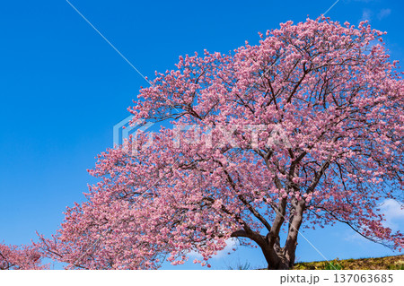 早春に咲く美しい河津桜 (南伊豆町) 早春に咲く美しい河津桜 (南伊豆町) 137063685