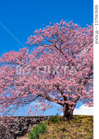 早春に咲く美しい河津桜 (南伊豆町) 早春に咲く美しい河津桜 (南伊豆町) 137063686