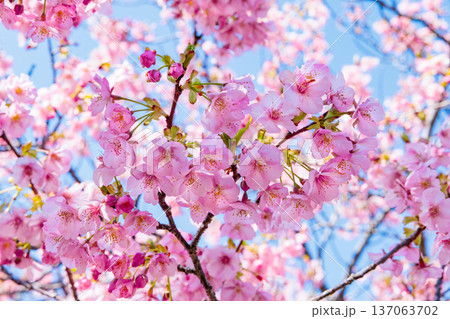 早春の青空背景で咲く美しい河津桜のクローズアップ 早春の青空背景で咲く美しい河津桜のクローズアップ 137063702