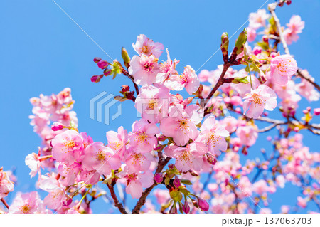 早春の青空背景で咲く美しい河津桜のクローズアップ 早春の青空背景で咲く美しい河津桜のクローズアップ 137063703
